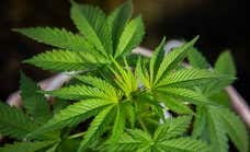 El deporte choca contra el tabú de los porros: «El cannabis no debería ser dopaje»