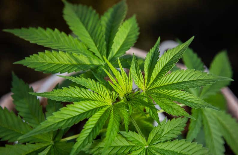 El deporte choca contra el tabú de los porros: «El cannabis no debería ser dopaje»
