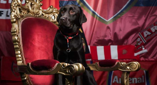 Los éxitos del Arsenal de Arteta parten de un olivo, una bombilla… ¡y una perra!