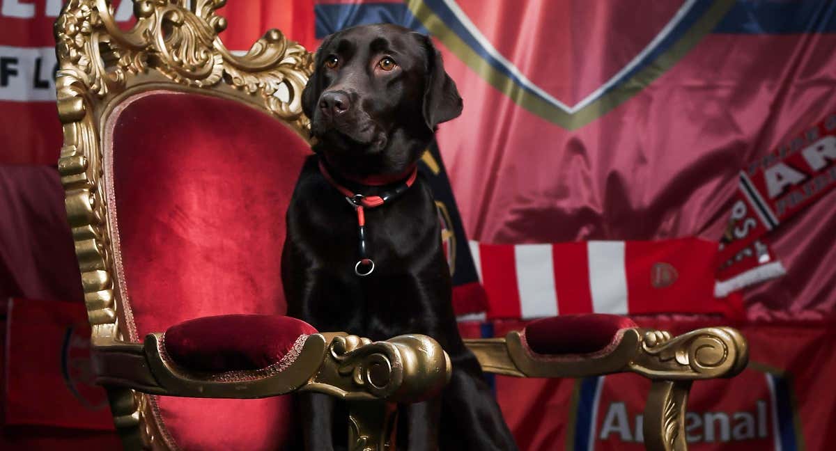 Win, la perra del Arsenal de Arteta.