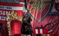 Los éxitos del Arsenal de Arteta parten de un olivo, una bombilla... ¡y una perra!