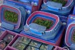 Así vende el Barça el césped del Camp Nou: al lado de las obras y 50 euros la caja