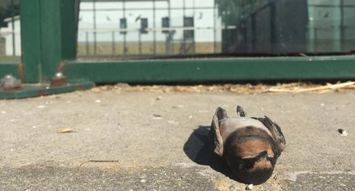 Ave muerta por colisión con una pista de pádel./RRSS