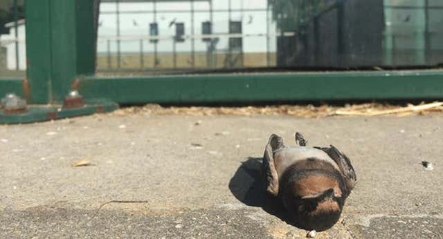 La solución española para acabar con la muerte de las aves en las pistas de pádel: los vidrios ‘bird friendly’