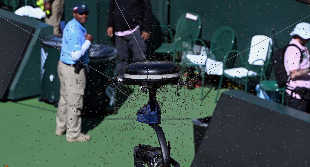 Las abejas han irrumpido en la pista al poco del inicio del Alcaraz-Zverev./GETTY