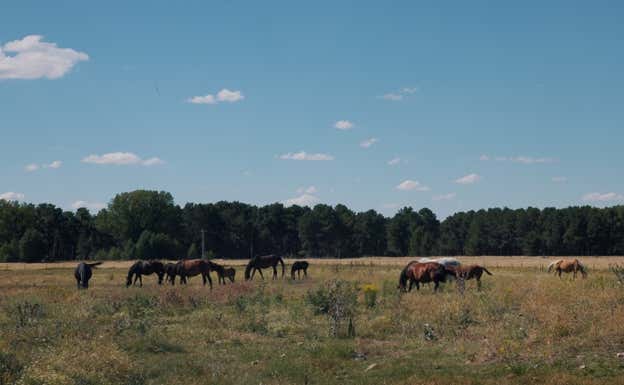 Caballos de Isabel Aaiún, en Veganzones.