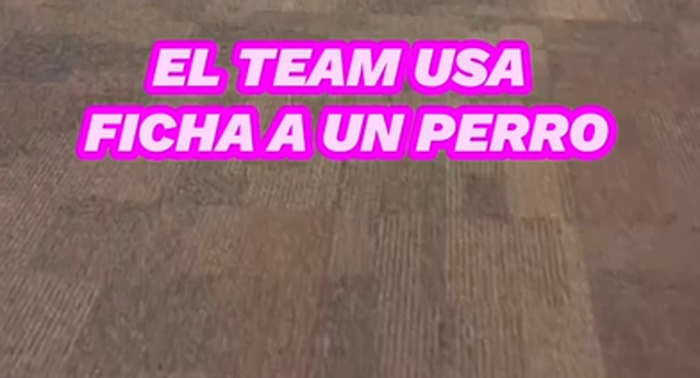La delegación de gimnasia artística de EEUU incorporó un perro de terapia a sus entrenos para ayudar en el bienestar emocional de sus gimnastas.