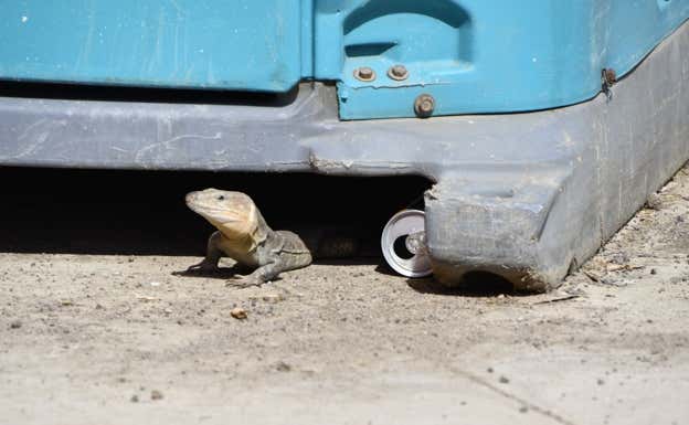 Un lagarto en la zona de la basura. RELEVO