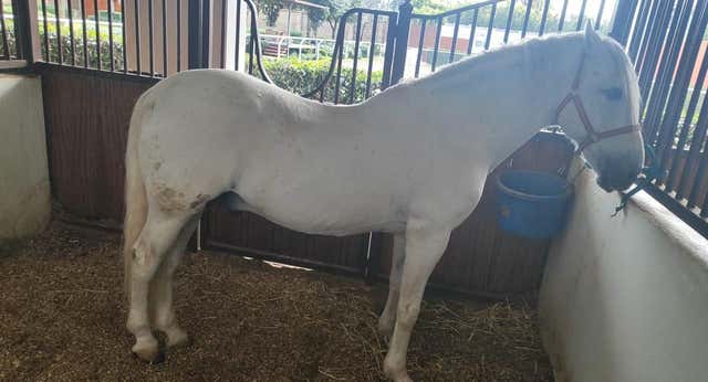 Ícaro, el caballo ‘ciego’ que lleva a juicio a un jinete olímpico español por 100.000 euros