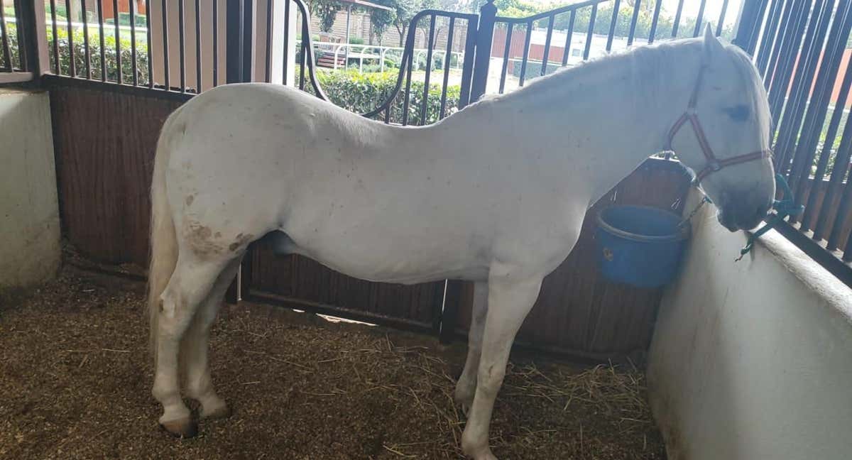 Ícaro, el caballo ciego por el que reclaman 100.000 euros al jinete Carlos Castilla.