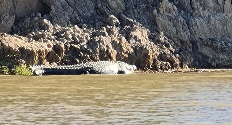 Un cocodrilo avistado en el río Fitzroy, sede en la que se celebrarán las pruebas de remo de Brisbane 2032.