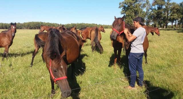 La nueva vida de Diego Ifrán entre vacas y caballos: «Me tomaron el pelo y en la Real Sociedad tuve la mala suerte de tener a Montanier»