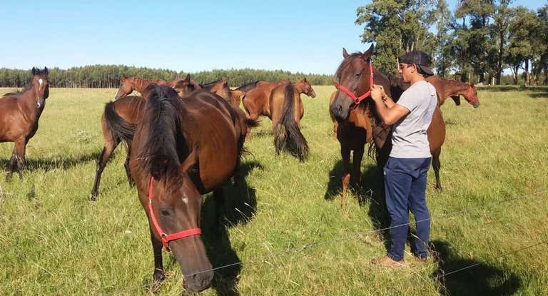 Diego Ifrán le pone a la cabezada a uno de sus caballos.