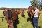 La nueva vida de Diego Ifrán entre vacas y caballos: «Me tomaron el pelo y en la Real Sociedad tuve la mala suerte de tener a Montanier»