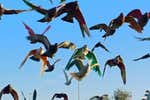 El deporte milenario que lanza al aire un millón de euros y pinta el cielo de colores