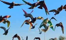 El deporte milenario que lanza al aire un millón de euros y pinta el cielo de colores